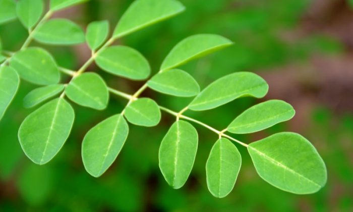 Moringa fiyatları ne kadar?