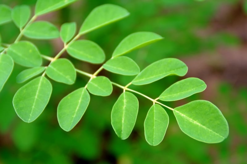 Moringa fiyatları ne kadar?