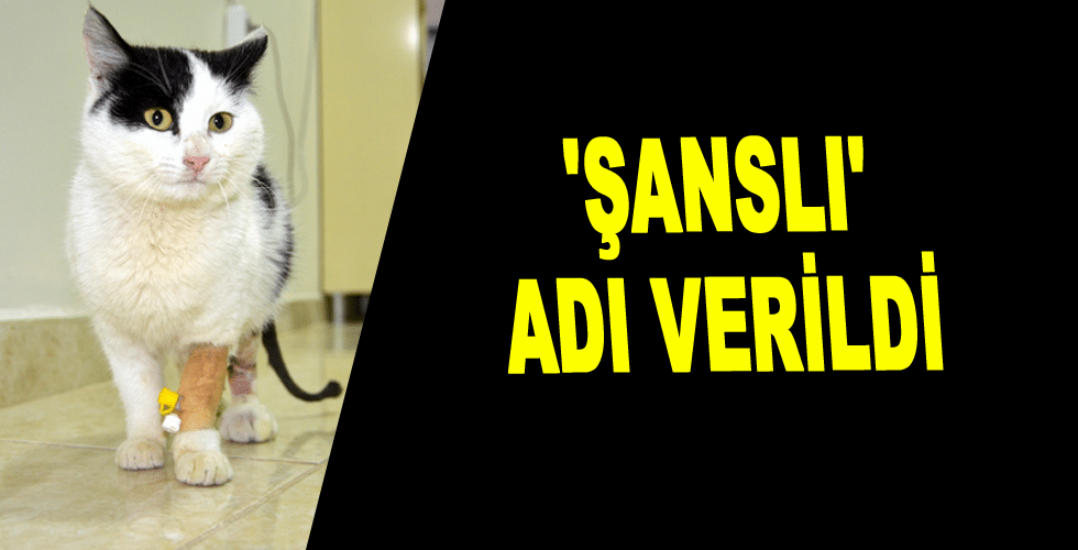 Minik Kediciğe ‘Şanslı’ adı verildi