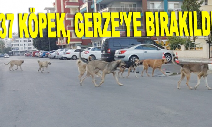37 köpek, Gerze’ye bırakıldı