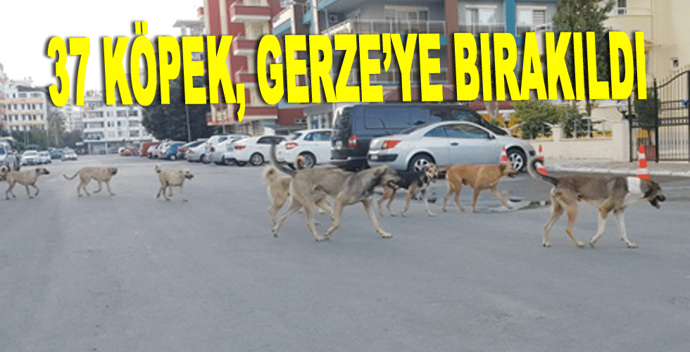 37 köpek, Gerze’ye bırakıldı