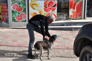 Boyabat'ta sokak köpekleri aşılandı