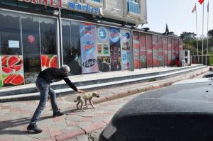 Boyabat'ta sokak köpekleri aşılandı