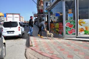 Boyabat'ta sokak köpekleri aşılandı