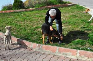 Boyabat'ta sokak köpekleri aşılandı