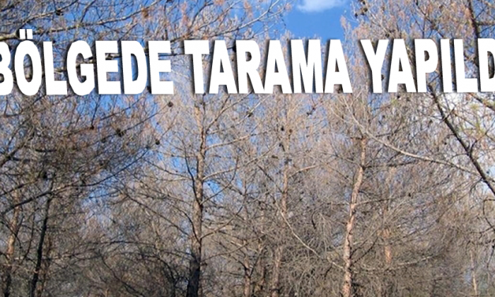 Orman zararlılarına savaş açıldı