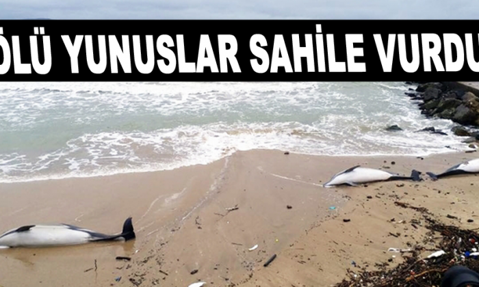 Ölü yunuslar sahile vurdu