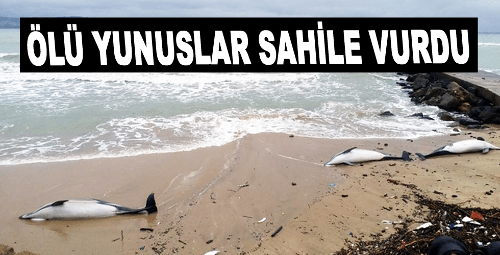 Ölü yunuslar sahile vurdu