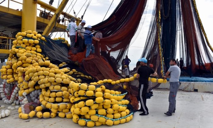 Karadenizli balıkçıların umudu orkinos avcılığında