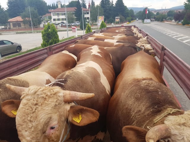 Boyabat’ta Kurbanlık Hayvan Sevkiyatı