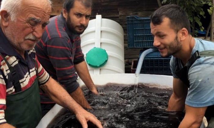 Sinoplu Profesörden sofralık zeytin üretimi