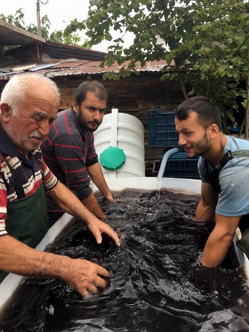 Sinoplu Profesörden sofralık zeytin üretimi