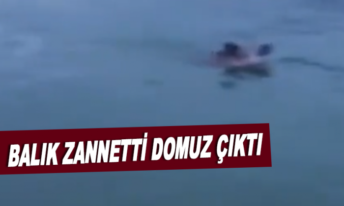Balık zannetti domuz çıktı