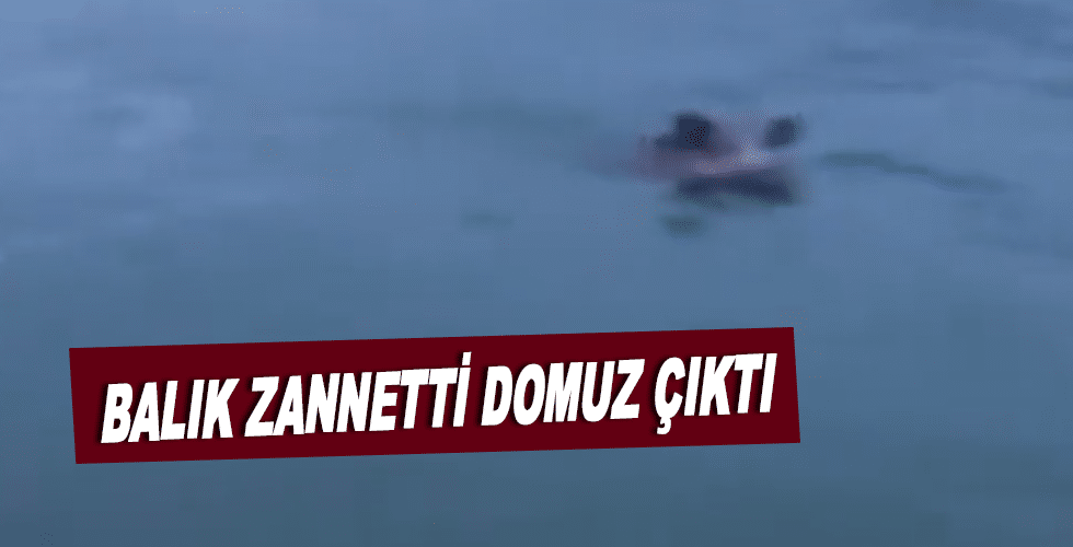 Balık zannetti domuz çıktı