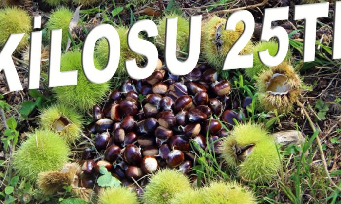 Kestanenin Kilosu 25TL