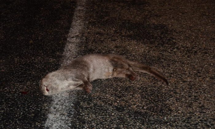 Sinop’ta ilk defa su samuru görüntülendi