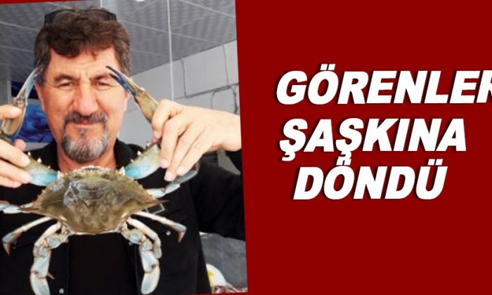 Sinop’ta Mavi Yengeç!