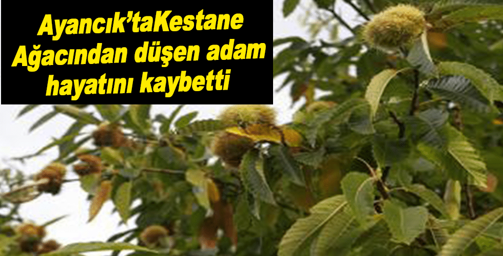 Kestane Ağacından düşen adam hayatını kaybetti