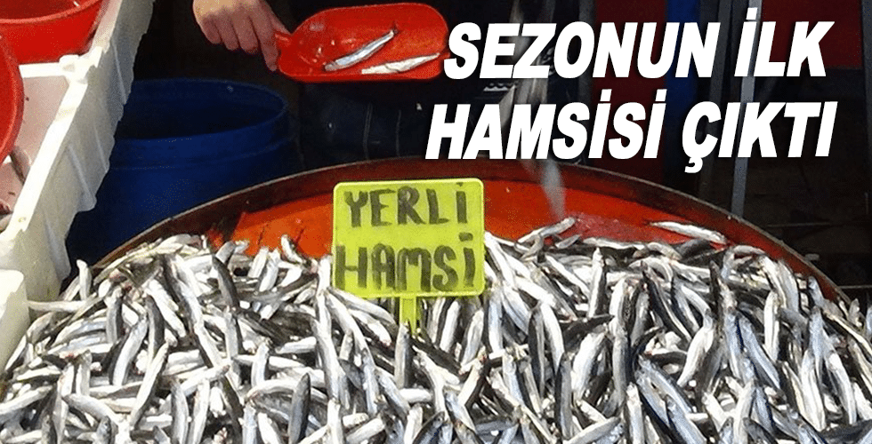 Sezonun ilk hamsisi çıktı