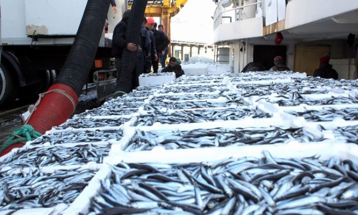 Karadeniz hamsi fışkırıyor