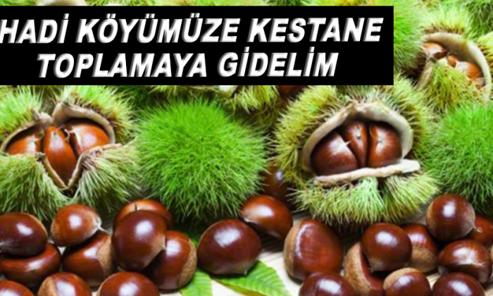 Hadi Köyümüze Kestane toplamaya gidelim