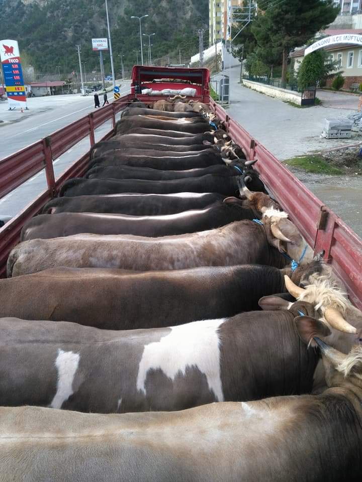 Boyabat'tan Trakya Bölgesine Kurbanlık Sevkiyatı Devam Ediyor