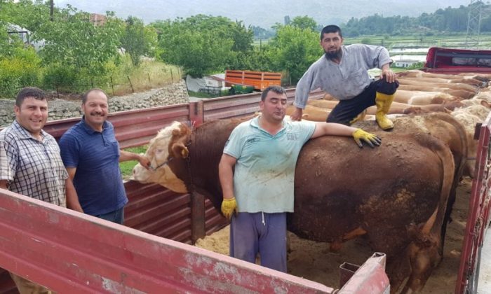 Boyabat’tan Trakya Bölgesine Kurbanlık Sevkiyatı Devam Ediyor