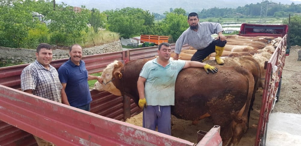 Boyabat’tan Trakya Bölgesine Kurbanlık Sevkiyatı Devam Ediyor