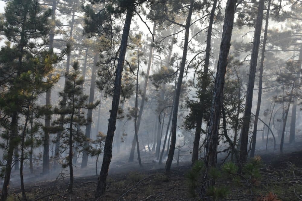 Boyabat'ta Orman Yangını
