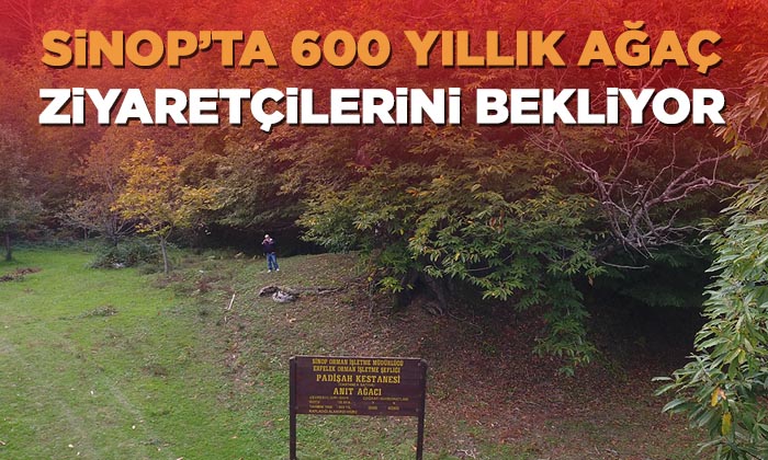 600 Yıllık Anıt Ağaç Ziyaretçilerini Bekliyor