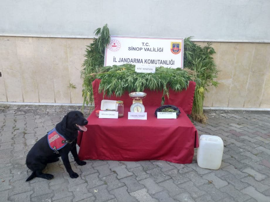 Ayancık ‘ta yasa dışı kenevir ekimine geçit yok