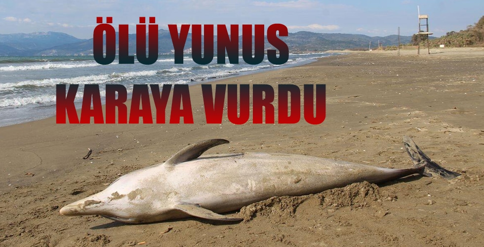 Sinop’ta yunus karaya vurdu