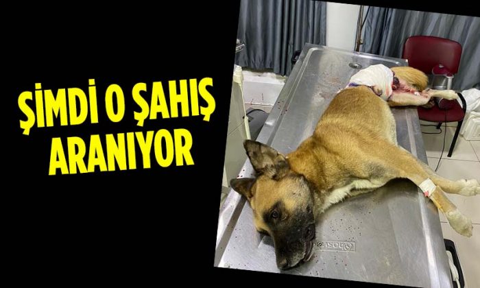 Silahla Vurulan Sokak Köpeği Tedavi Edildi