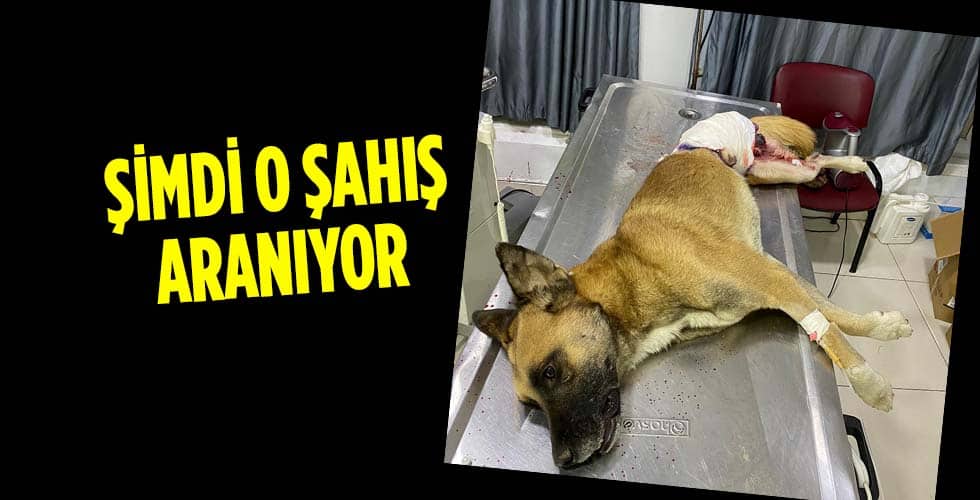 Silahla Vurulan Sokak Köpeği Tedavi Edildi