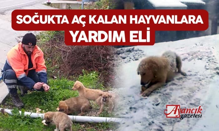 Gönüllü Vatandaş Aç Hayvanları Besliyor