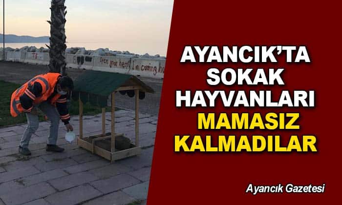 Ayancık’ta Can Dostlarımız Yalnız Bırakılmıyor