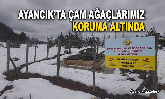 ÇAMLARIMIZ KORUMA ALTINDA