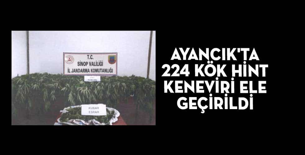 AYANCIK’TA 224 KÖK HİNT KENEVİRİ ELE GEÇİRİLDİ