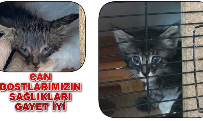 Can Dostlarımızın Sağlıkları Gayet İyi