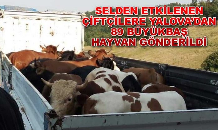 YALOVA’DAN 89 BÜYÜKBAŞ HAYVAN GÖNDERİLDİ