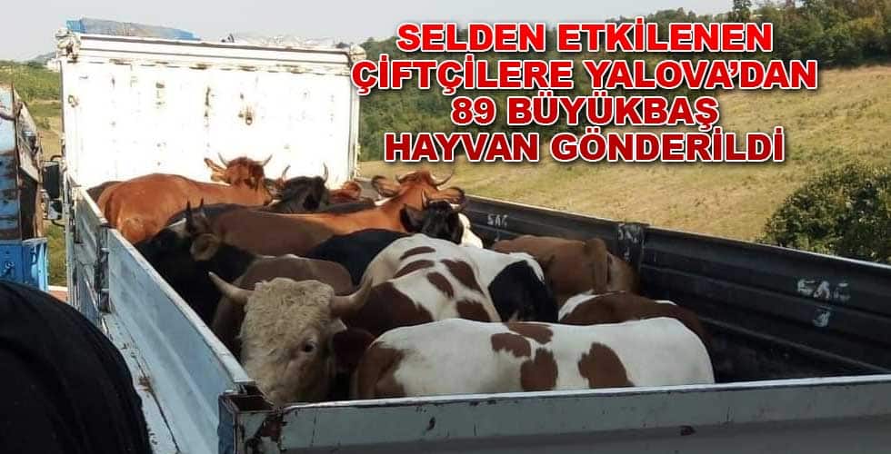 YALOVA’DAN 89 BÜYÜKBAŞ HAYVAN GÖNDERİLDİ