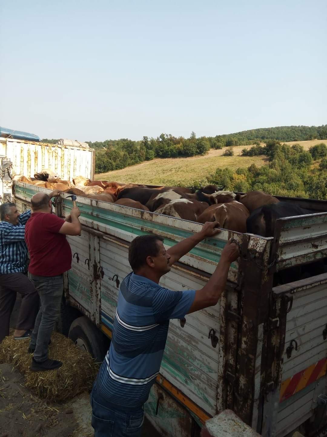 YALOVA’DAN 89 BÜYÜKBAŞ HAYVAN GÖNDERİLDİ