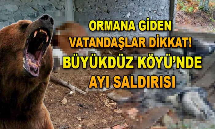 İneklere Ayı Saldırdı