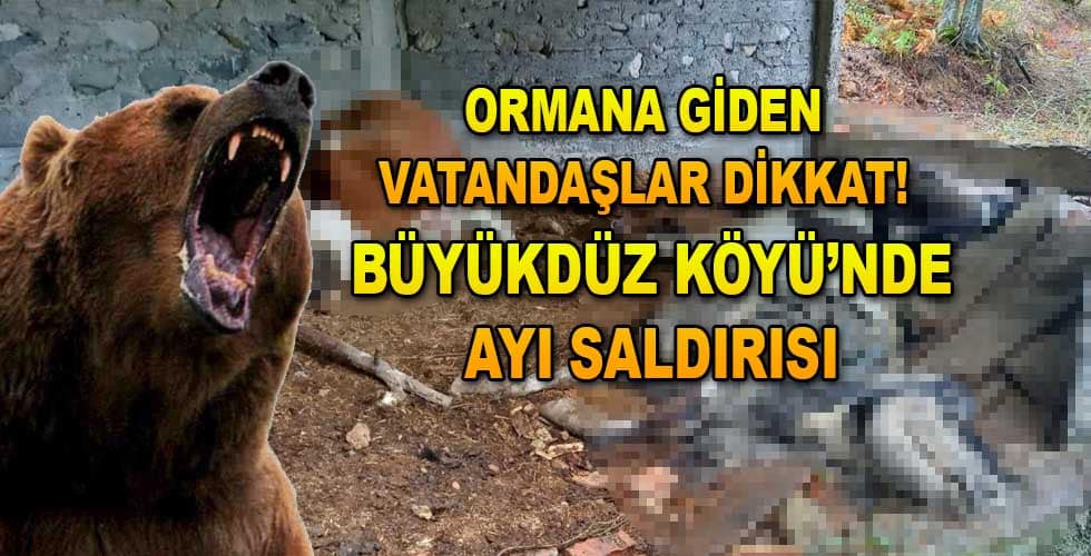 İneklere Ayı Saldırdı