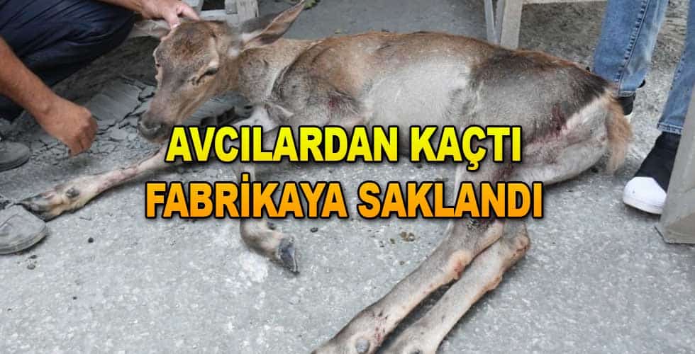 Avcılardan Kaçtı Fabrikaya Saklandı