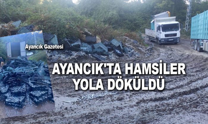 Ayancık’ta hamsiler yola döküldü