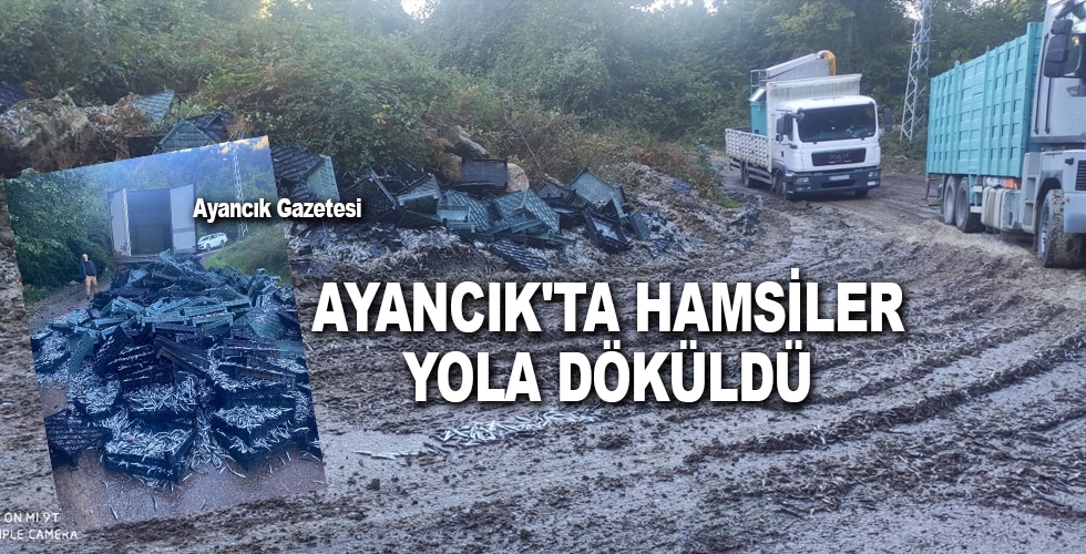 Ayancık’ta hamsiler yola döküldü