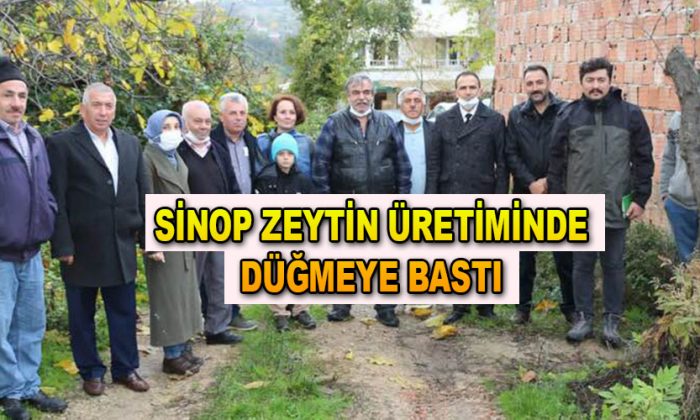 Sinop Zeytin Üretiminde Start Aldı