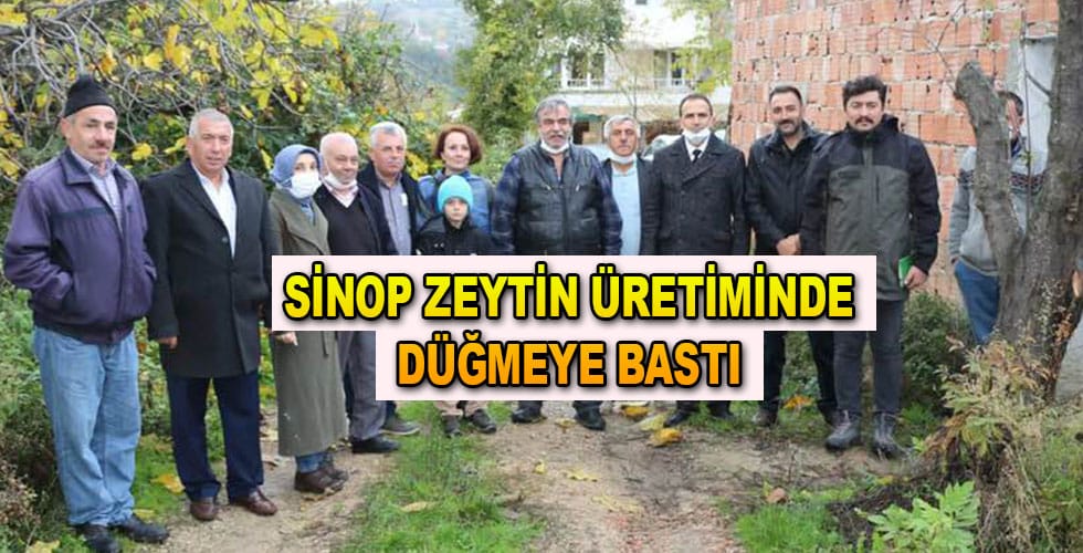 Sinop Zeytin Üretiminde Start Aldı