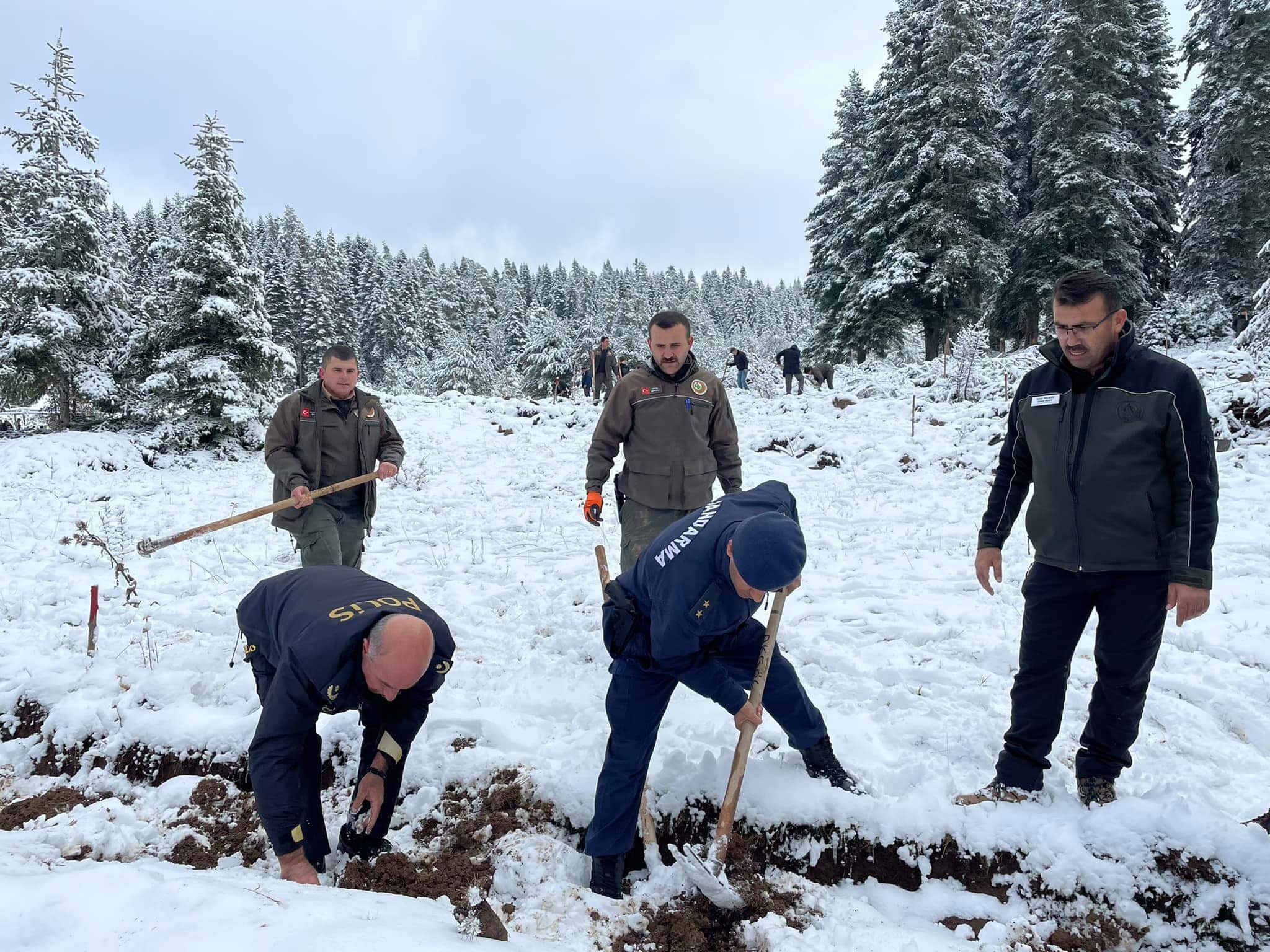 Ayancık'ta Fidan Dikimi Gerçekleştirildi